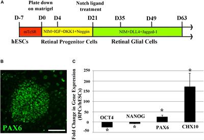 Differentiation of Retinal Glial Cells From Human Embryonic Stem Cells by Promoting the Notch Signaling Pathway